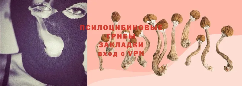 Псилоцибиновые грибы Magic Shrooms  Гаджиево 